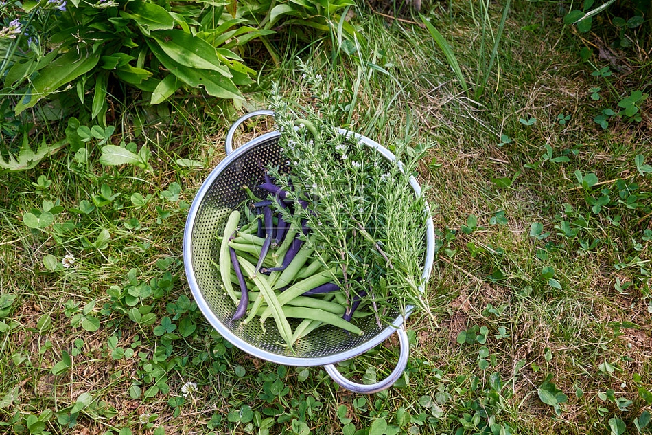 113602 Bohnen und Bohnenkraut in einem Küchensieb