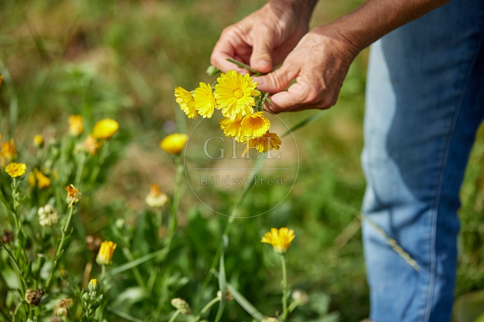 113607 Blüten der Ringelblume in der Hand