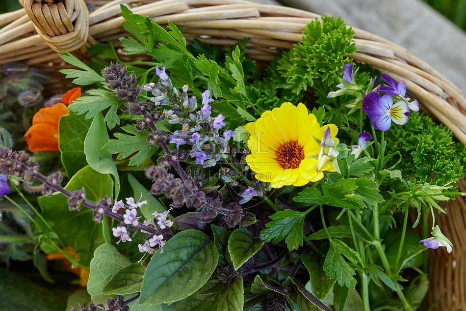 113618 Kräuter und essbare Blüten