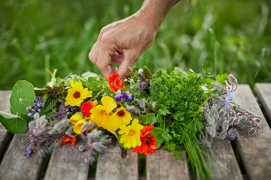 113622 Kräuter und essbare Blüten auf einen Gartentisch