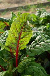 114282 Mangold, Blatt im Gegegnlicht