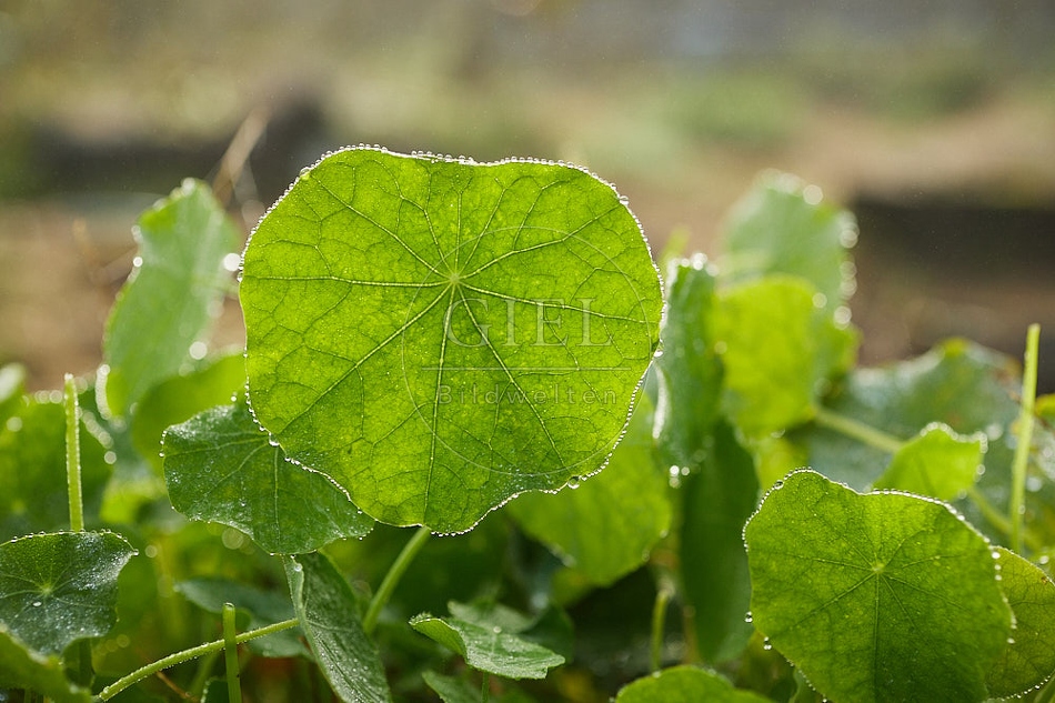 114284 Kapizienerkresse, Blatt mit Tautropfen