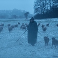106056 Schaefer, Altdeutsche Huetehunde und Merino Schafe, Schafherde