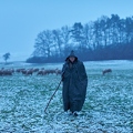 106058 Schaefer, Altdeutsche Huetehunde und Merino Schafe, Schafherde