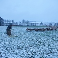 106062 Schaefer, Altdeutsche Huetehunde und Merino Schafe, Schafherde