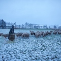 106064 Schaefer, Altdeutsche Huetehunde und Merino Schafe, Schafherde