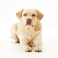 114756 Labrador Retriever