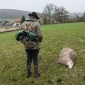 080729 Schaefer und totes Merino Schaf