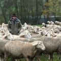 080730 Schaefer und totes Merino Schaf