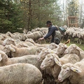 080764 Schaefer faengt Merino Schaf aus Schafherde