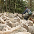 080765 Schaefer faengt Merino Schaf aus Schafherde