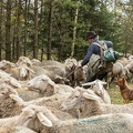 080766 Schaefer faengt Merino Schaf aus Schafherde