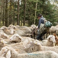080767 Schaefer faengt Merino Schaf aus Schafherde