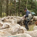 080769 Schaefer faengt Merino Schaf aus Schafherde