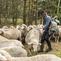 080771 Schaefer faengt Merino Schaf aus Schafherde