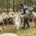 080774 Schaefer faengt Merino Schaf aus Schafherde