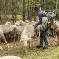 080775 Schaefer faengt Merino Schaf aus Schafherde