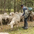 080776 Schaefer faengt Merino Schaf aus Schafherde