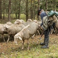 080777 Schaefer faengt Merino Schaf aus Schafherde