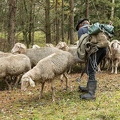 080778 Schaefer faengt Merino Schaf aus Schafherde