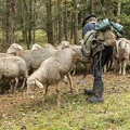 080779 Schaefer faengt Merino Schaf aus Schafherde