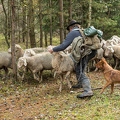 080780 Schaefer faengt Merino Schaf aus Schafherde
