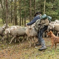080781 Schaefer faengt Merino Schaf aus Schafherde