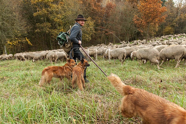 080802 Schaefer, Altdeutsche Huetehunde und Merino Schafe, Schafherde