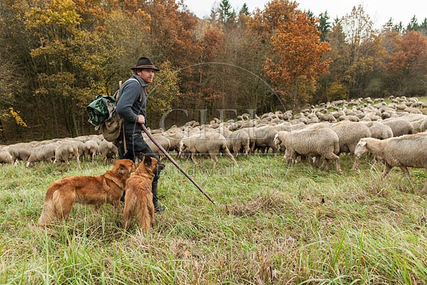 080803 Schaefer, Altdeutsche Huetehunde und Merino Schafe, Schafherde