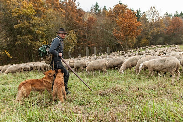 080804 Schaefer, Altdeutsche Huetehunde und Merino Schafe, Schafherde