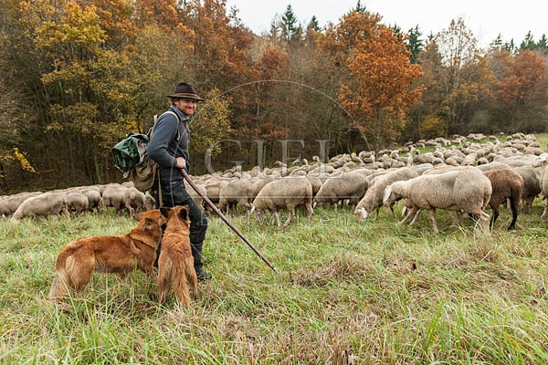 080805 Schaefer, Altdeutsche Huetehunde und Merino Schafe, Schafherde