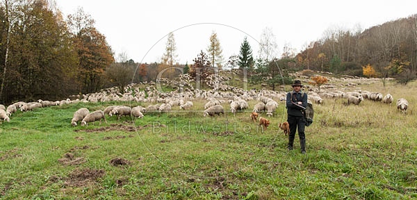080810 Schaefer, Altdeutsche Huetehunde und Merino Schafe, Schafherde