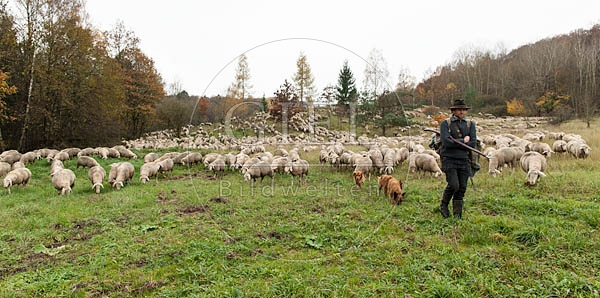 080811 Schaefer, Altdeutsche Huetehunde und Merino Schafe, Schafherde