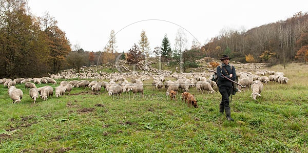 080812 Schaefer, Altdeutsche Huetehunde und Merino Schafe, Schafherde