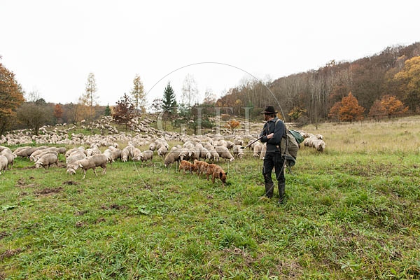 080813 Schaefer, Altdeutsche Huetehunde und Merino Schafe, Schafherde