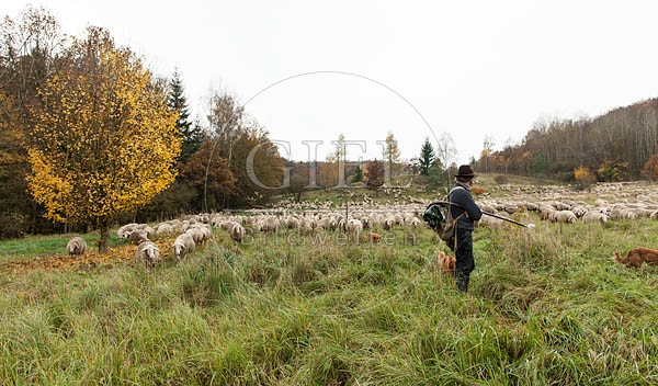 080814 Schaefer, Altdeutsche Huetehunde und Merino Schafe, Schafherde