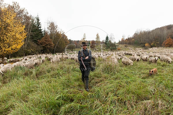 080815 Schaefer, Altdeutsche Huetehunde und Merino Schafe, Schafherde