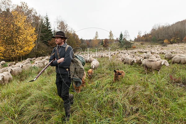 080816 Schaefer, Altdeutsche Huetehunde und Merino Schafe, Schafherde