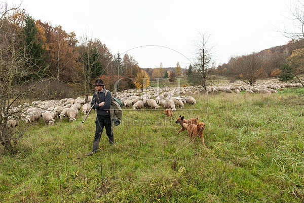 080817 Schaefer, Altdeutsche Huetehunde und Merino Schafe, Schafherde