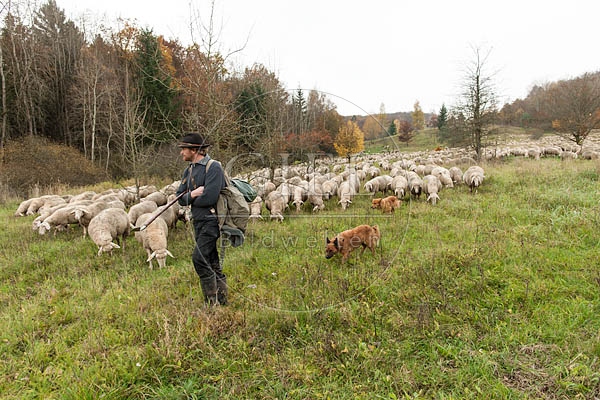 080818 Schaefer, Altdeutsche Huetehunde und Merino Schafe, Schafherde