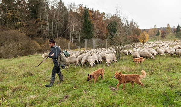 080819 Schaefer, Altdeutsche Huetehunde und Merino Schafe, Schafherde
