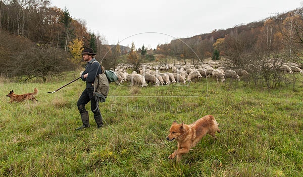 080820 Schaefer, Altdeutsche Huetehunde und Merino Schafe, Schafherde