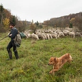 080820 Schaefer, Altdeutsche Huetehunde und Merino Schafe, Schafherde