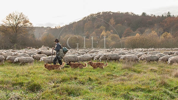 080825 Schaefer, Altdeutsche Huetehunde und Merino Schafe, Schafherde