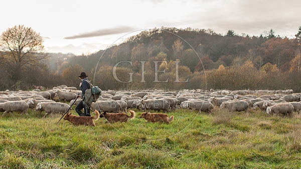 080826 Schaefer, Altdeutsche Huetehunde und Merino Schafe, Schafherde