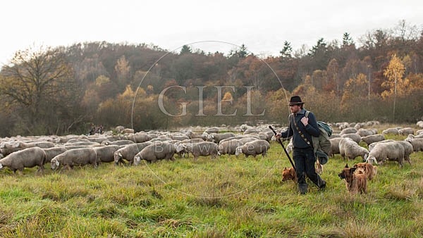 080827 Schaefer, Altdeutsche Huetehunde und Merino Schafe, Schafherde