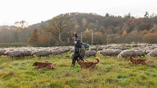 080828 Schaefer, Altdeutsche Huetehunde und Merino Schafe, Schafherde