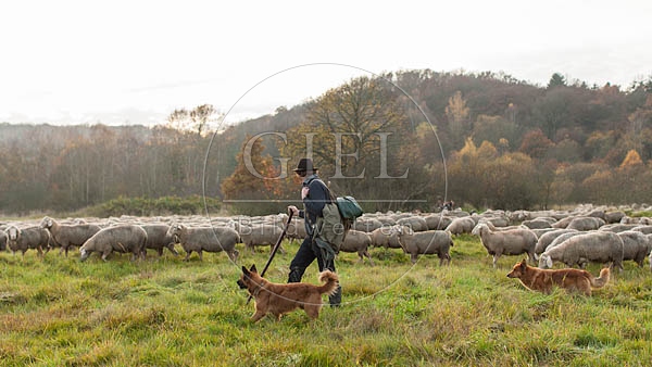 080830 Schaefer, Altdeutsche Huetehunde und Merino Schafe, Schafherde