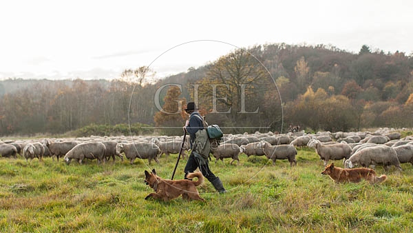 080831 Schaefer, Altdeutsche Huetehunde und Merino Schafe, Schafherde