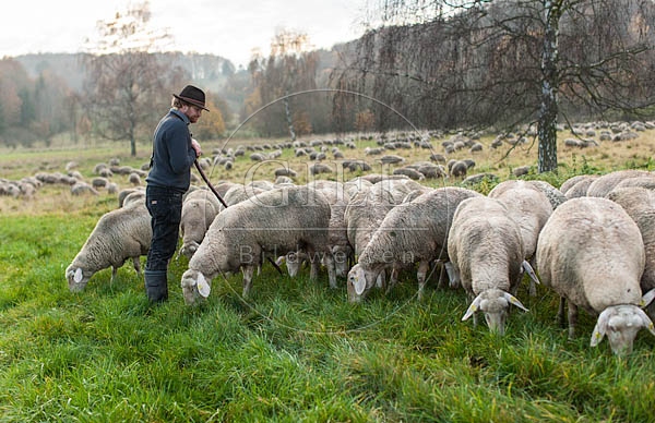 080832 Schaefer, Altdeutsche Huetehunde und Merino Schafe, Schafherde